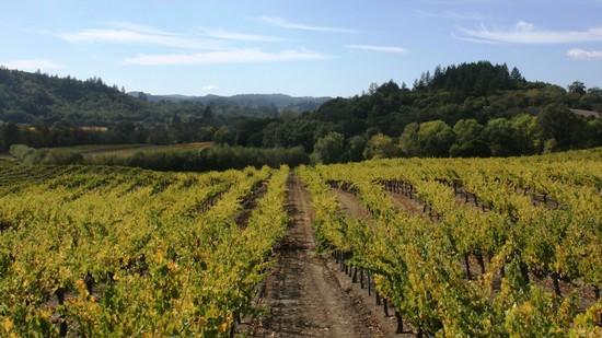 Ramey Hyde Vineyard